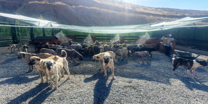 Sokak hayvanlarına fıskiyeli ve klimalı yaşam alanı